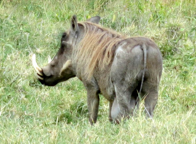 day04IMG_0400.jpg - Warthog, Kigio Conservancy, Kenya
