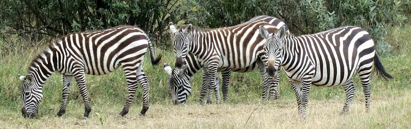 day04IMG_0401.jpg - Zebras, Kigio Conservancy, Kenya