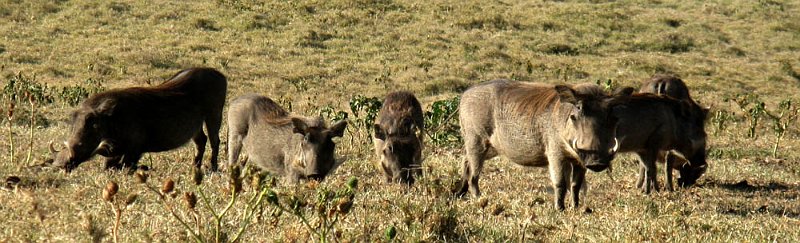 day04IMG_2307.jpg - Warthogs, Kigio Conservancy, Kenya