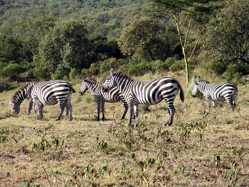 day04IMG_2308.jpg - Zebras, Kigio Conservancy, Kenya