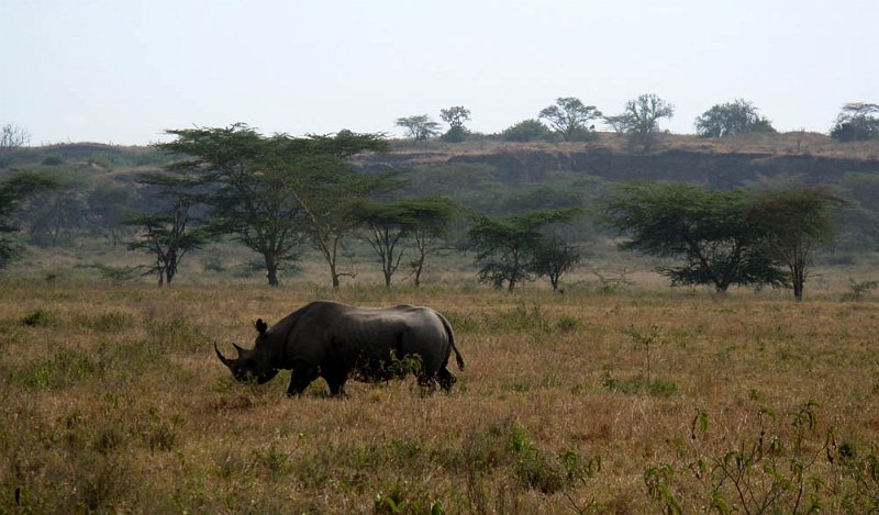 day04IMG_2316.jpg - Black rhino, Lake Nakuru National Park, Kenya
