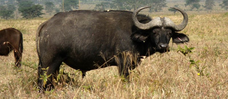 day04IMG_2327.jpg - Water buffalo, Lake Nakuru National Park, Kenya