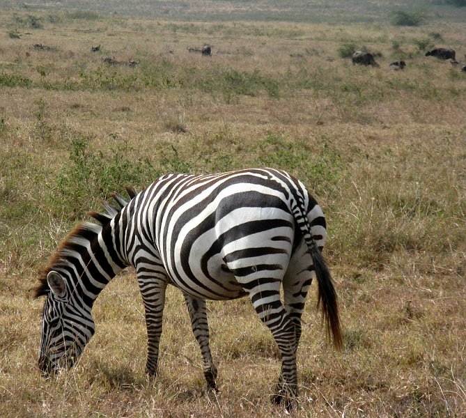 day04IMG_2343.jpg - Zebra, Lake Nakuru National Park, Kenya