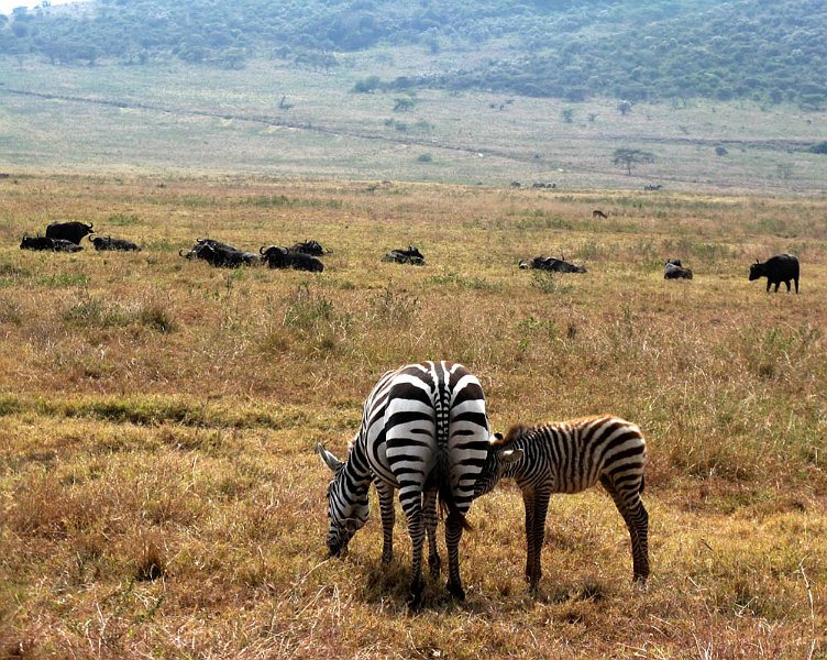 day04IMG_2350.jpg - Zebras and buffalo, Lake Nakuru National Park, Kenya