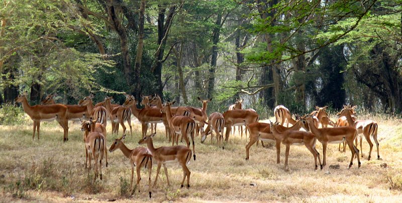 day04IMG_2357.jpg - Impalas, Lake Nakuru National Park, Kenya