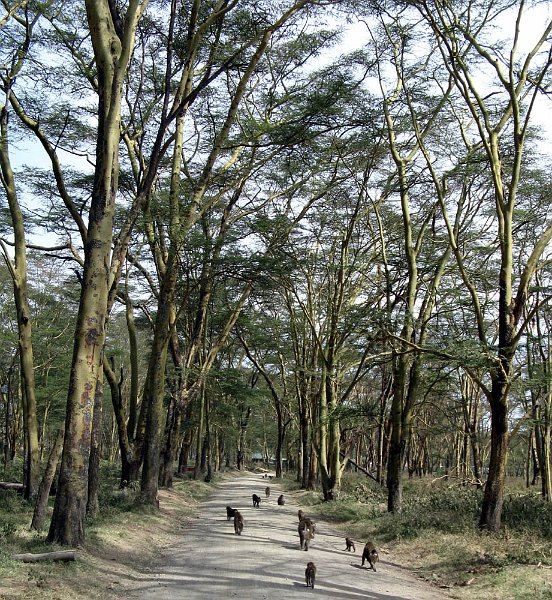 day04IMG_2390.jpg - Baboons, Lake Nakuru National Park, Kenya