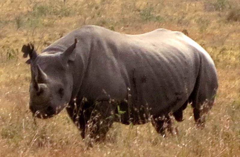 day05IMG_0424.jpg - Black rhino, Lake Nakuru National Park, Kenya