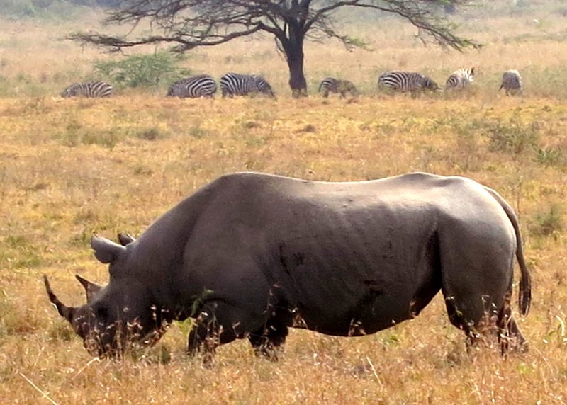 day05IMG_0425.jpg - Zebras and rhino, Lake Nakuru National Park, Kenya