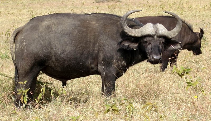 day05IMG_0431.jpg - Water buffalo, Lake Nakuru National Park, Kenya