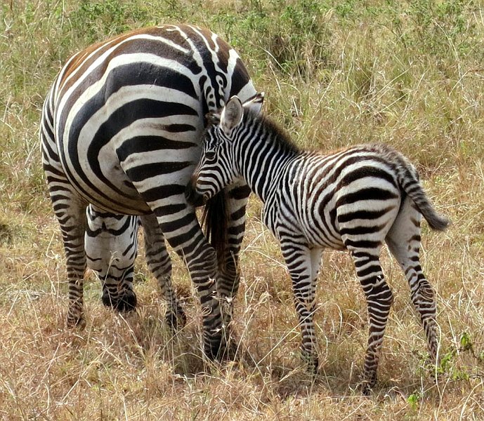 day05IMG_0444.jpg - Zebras, Lake Nakuru National Park, Kenya