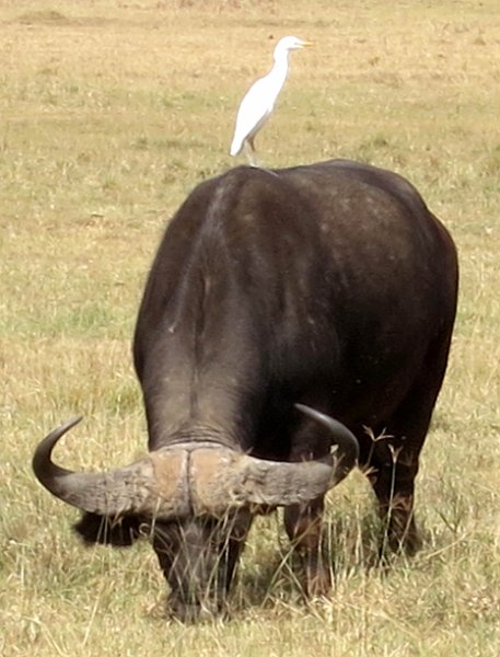 day05IMG_0471.jpg - Water buffalo with an egret on top, Lake Nakuru National Park, Kenya