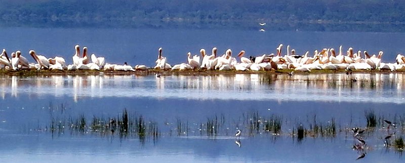 day05IMG_0472.jpg - Lesser flamingos, Lake Nakuru National Park, Kenya