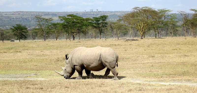 day05IMG_0478.jpg - White rhinoceros, Lake Nakuru National Park, Kenya
