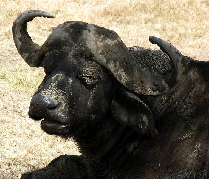 day05IMG_2417.jpg - Water buffalo, Lake Nakuru National Park, Kenya