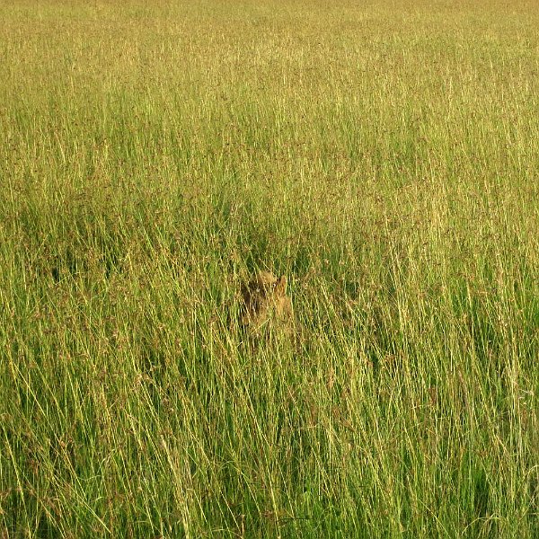 day06IMG_0569.jpg - Lion in the grass, Masai Mara, Kenya