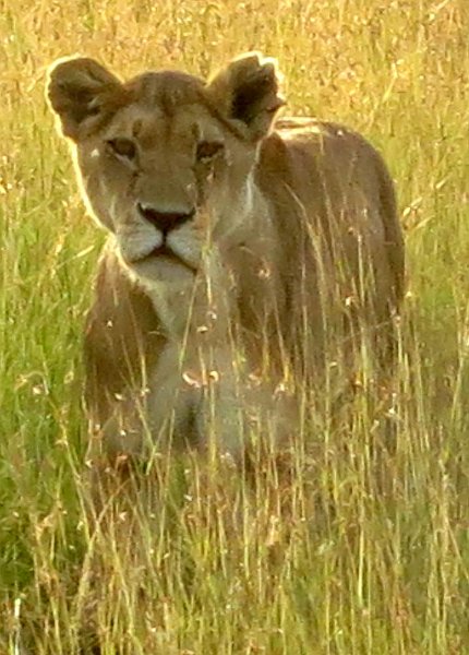 day06IMG_0578.jpg - Lion, Masai Mara, Kenya