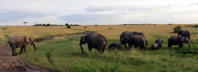 day06IMG_0586.jpg - Elephants, Masai Mara, Kenya