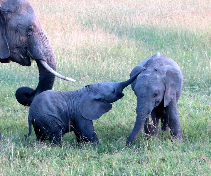 day06IMG_0588.jpg - Baby elephants, Masai Mara, Kenya