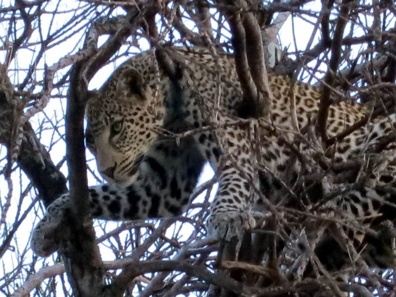 day06IMG_0597.jpg - Jaguar, Masai Mara, Kenya
