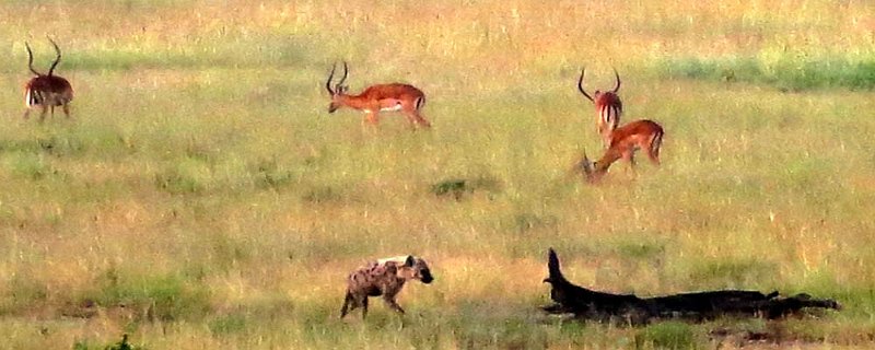 day06IMG_0641.jpg - A hyena and some impalas.  Masai Mara, Kenya