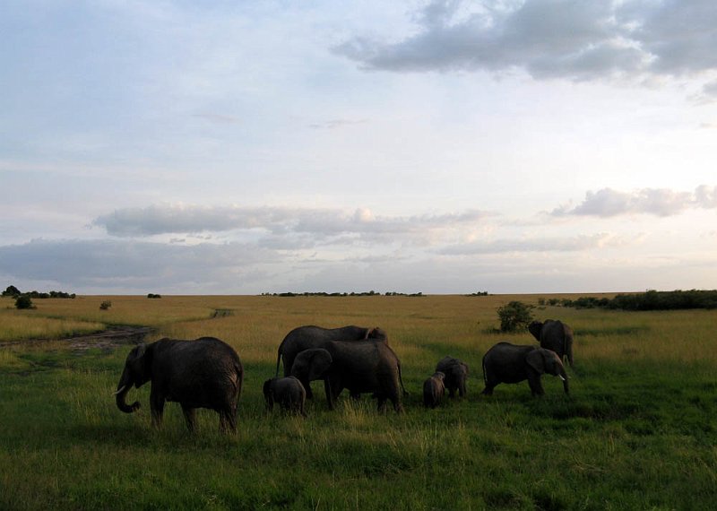 day06IMG_2489.jpg - Elephants, Masai Mara, Kenya
