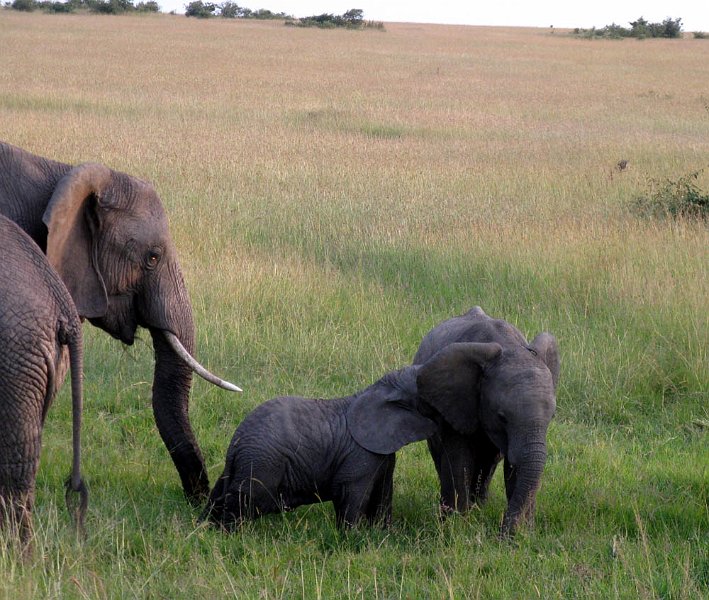 day06IMG_2492.jpg - Baby elephants, Masai Mara, Kenya