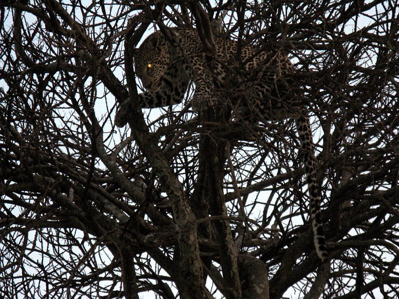 day06IMG_2498.jpg - Jaguar, Masai Mara, Kenya