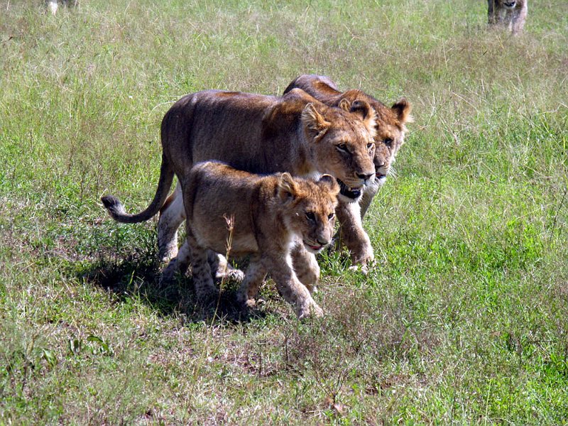 day06IMG_2550.jpg - Lions on the move, Masai Mara, Kenya