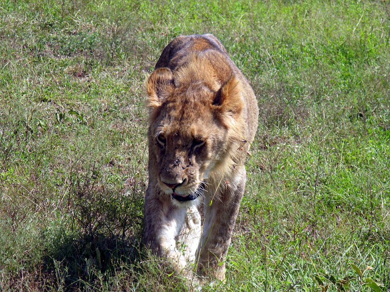 day06IMG_2555.jpg - Lion. Masai Mara, Kenya