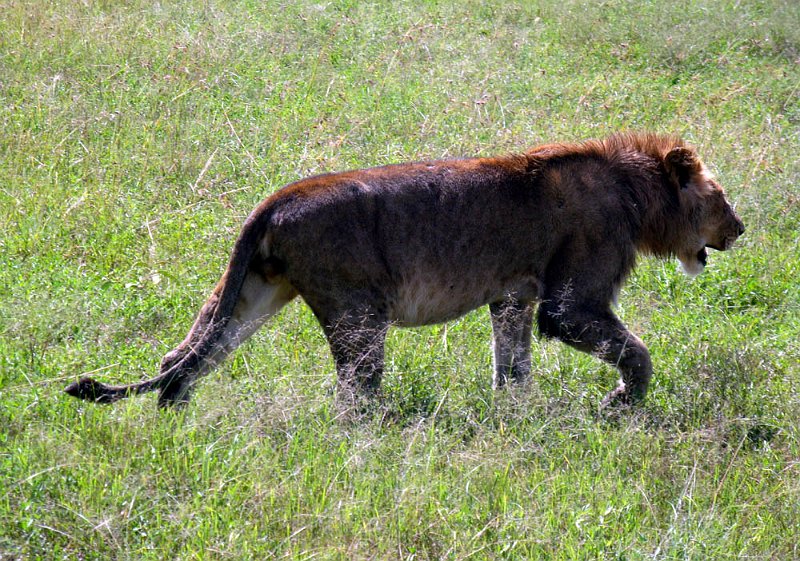 day06IMG_2559.jpg - Male lion, Masai Mara, Kenya