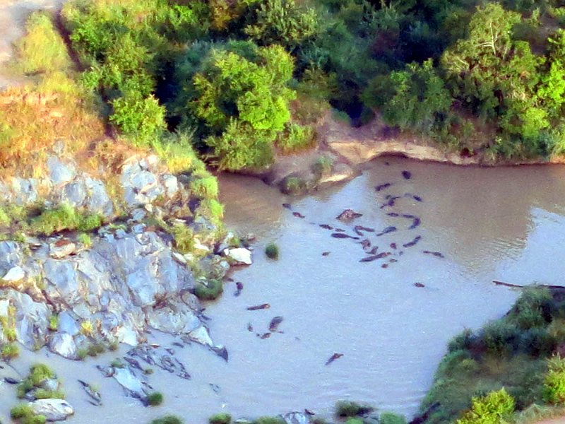 day07IMG_0676.jpg - We spot some hippos in the river as we drift past. Masai Mara, Kenya