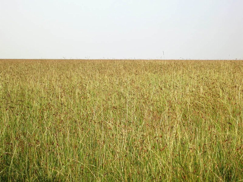 day07IMG_0695.jpg - Seemingly endless grassland.  Masai Mara, Kenya