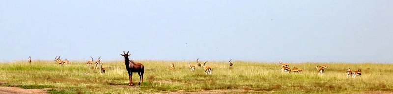 day07IMG_0717.jpg - All animals on red alert watching for lions.  Masai Mara, Kenya