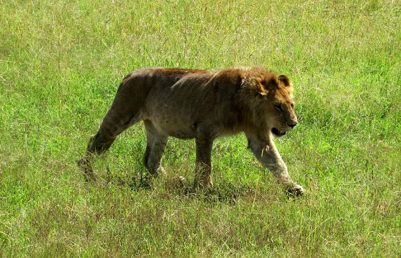 day07IMG_0724.jpg - Lion, Masai Mara, Kenya