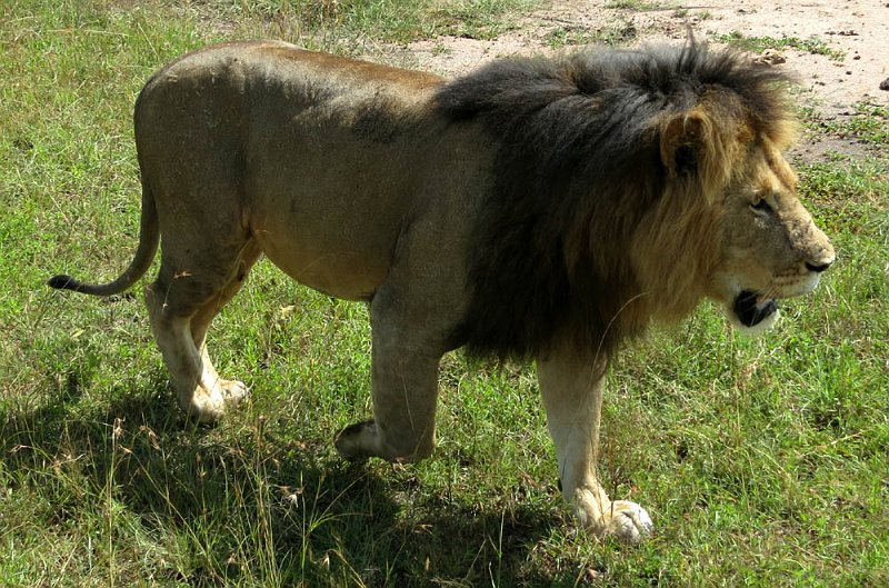 day07IMG_0738.jpg - Male lion. Masai Mara, Kenya