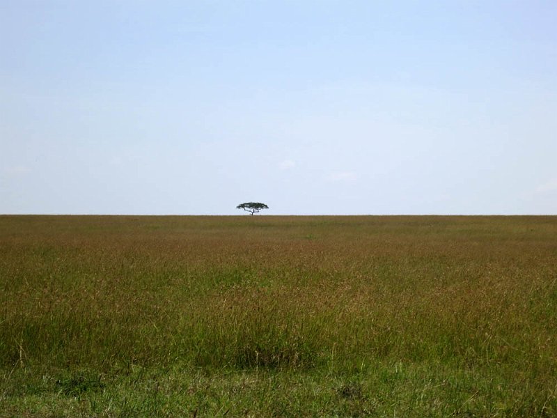 day07IMG_0748.jpg - Panorama with acacia tree, Masai Mara, Kenya