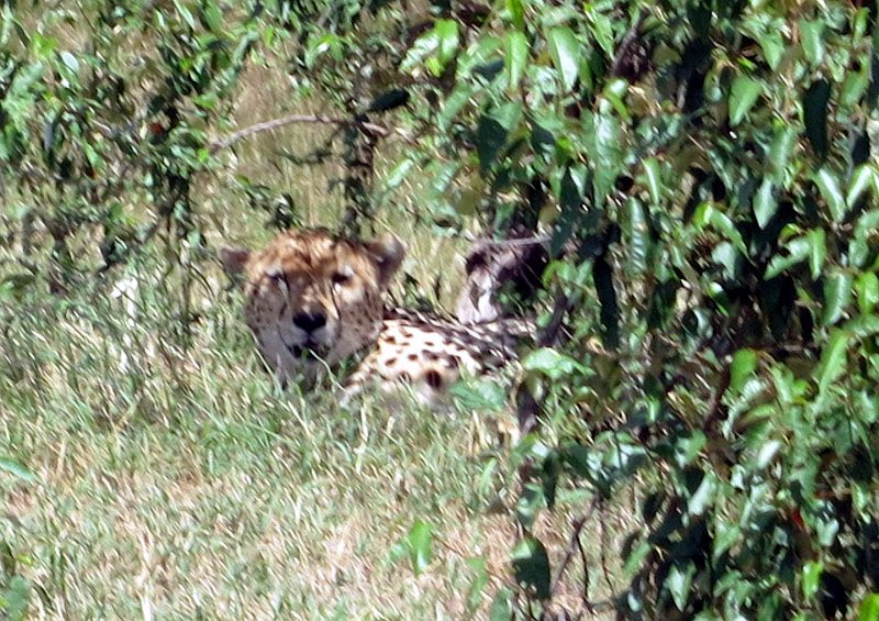 day07IMG_0756.jpg - Cheetah asleep under a bush.  Masai Mara, Kenya