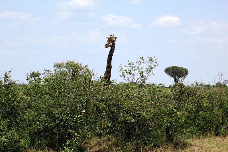 day07IMG_0761.jpg - Giraffe, Masai Mara, Kenya