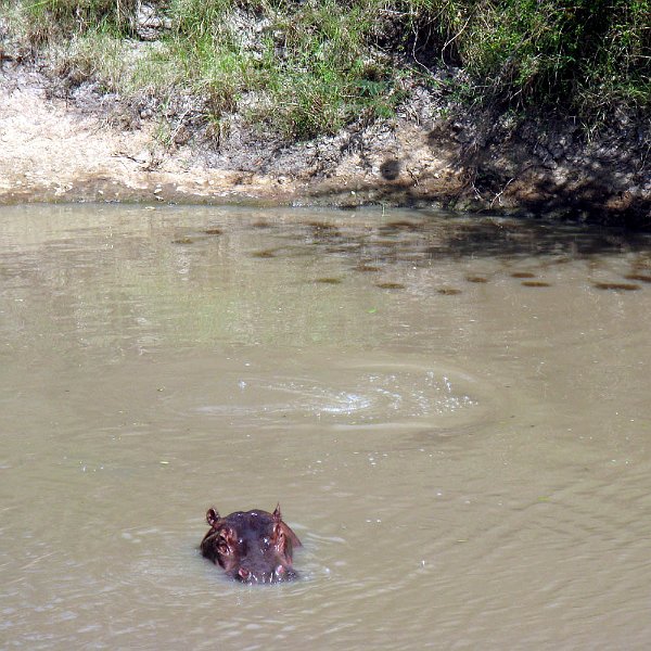 day07IMG_2578.jpg - Hippo in the river, Masai Mara, Kenya