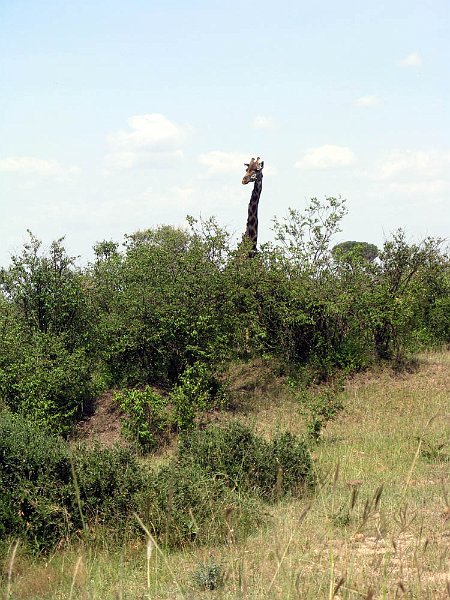day07IMG_2589.jpg - Giraffe, Masai Mara, Kenya