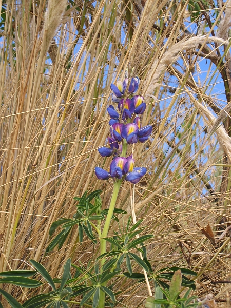0806150026.JPG - Day 9, Sunday, June 15. Taquile Island, Lake Titicaca.