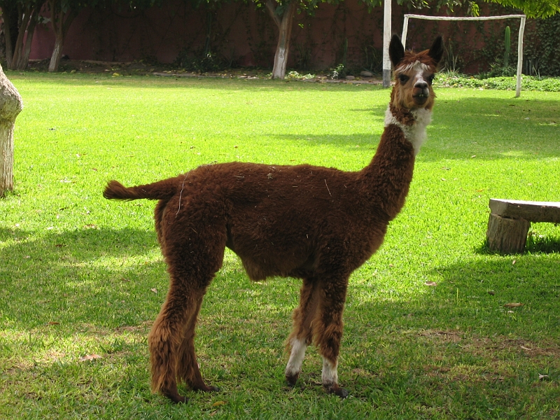 0806190006.JPG - Day 13, Thursday, June 19, Nazca.  Hotel Majoro.